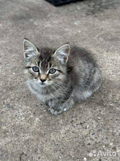 Котята бесплатно