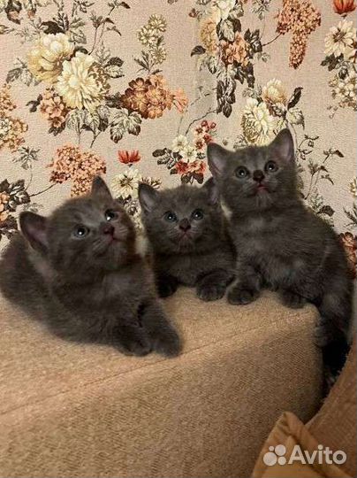 Котята британской кошки в дар
