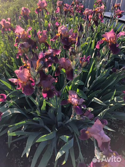 Ирисы сортовые