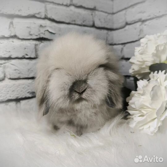 Mini Lion Lop импорт Англия
