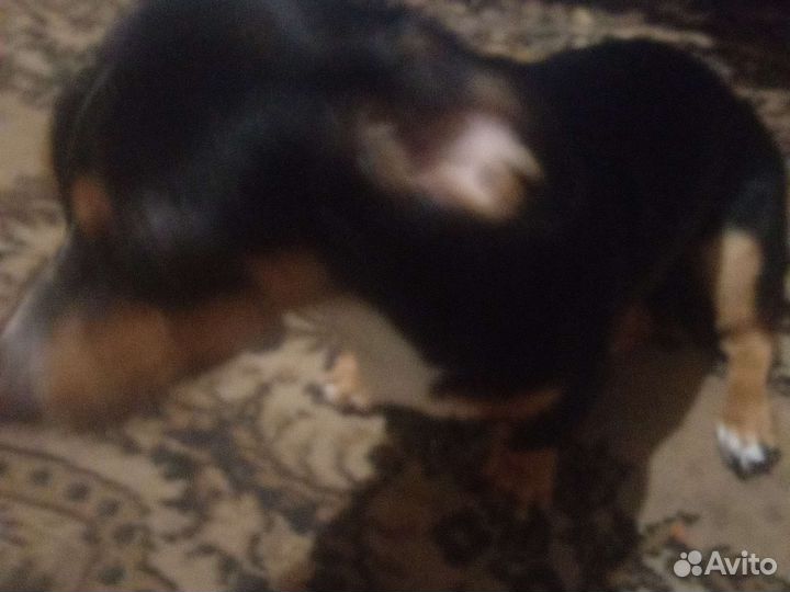 Собака такса пол года джокер