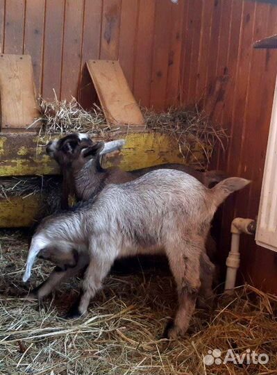 Козочки на выбор