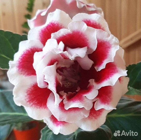 Глоксиния махровая листики