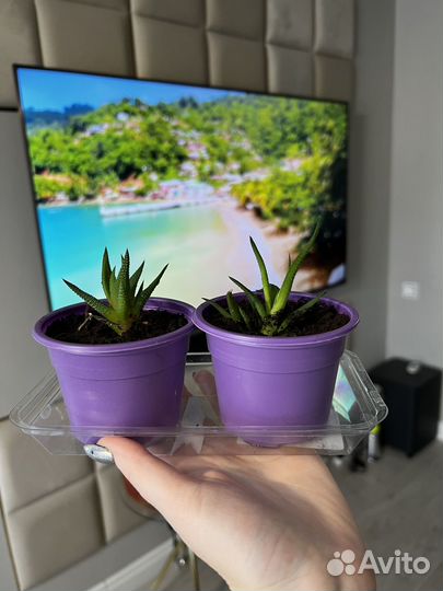 Хавортия домашнее растение