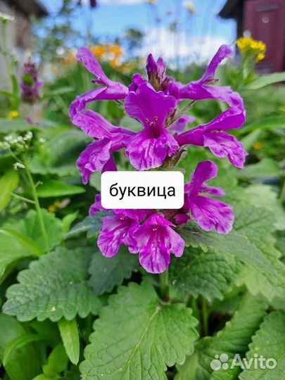 Деленки цветов