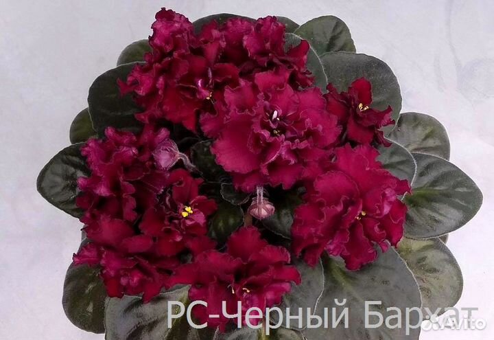 Сортовые фиалки