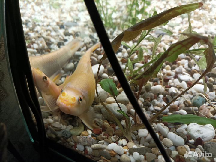 Аквариумные рыбки