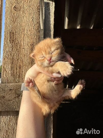 Отдам котят в добрые руки
