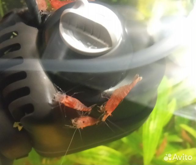 Аквариумные креветки вишня красные