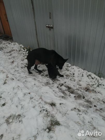 Щенки немецкой овчарки