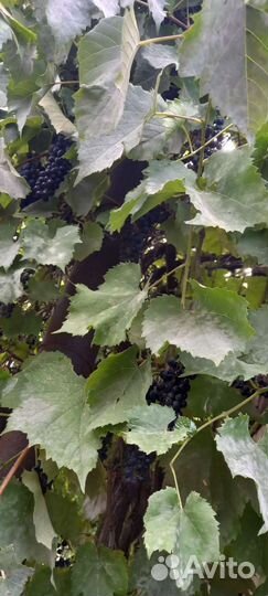 Домашний виноградный сок