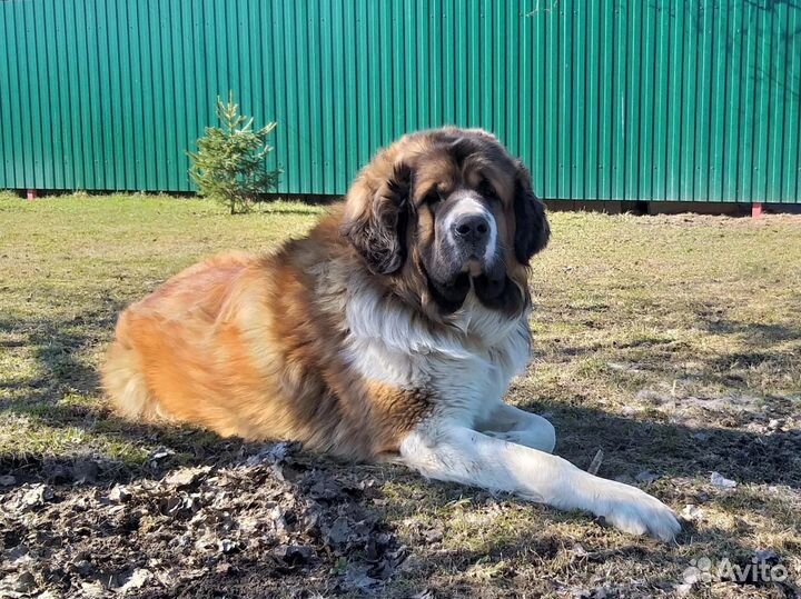 Щенки московской сторожевой