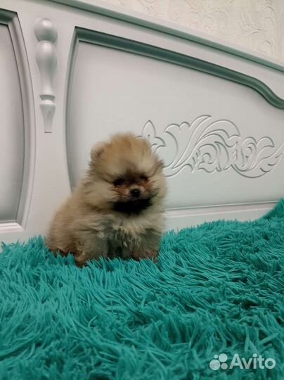 Померанский шпиц медвежьего типа