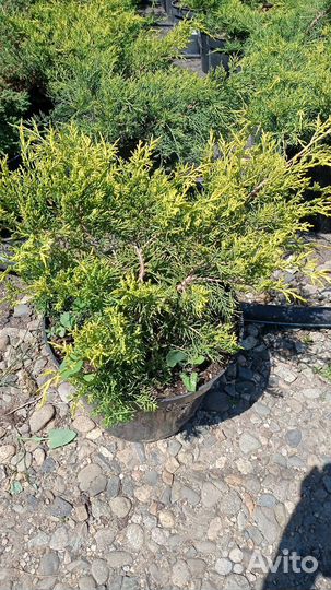 Можжевельник