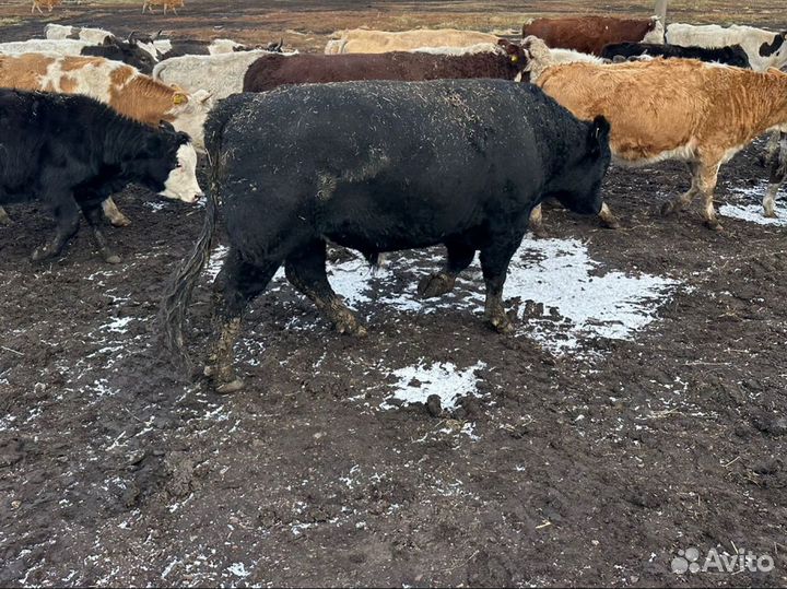 Быки Герефорд и Абердин-ангусская