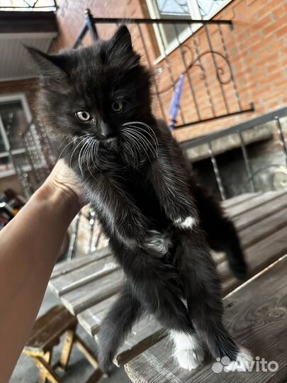 Котята 2 месяца