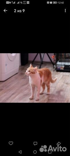 Рыжий котёнок подросток в добрые руки