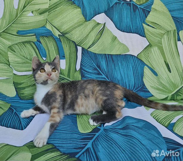 Котенок Туня