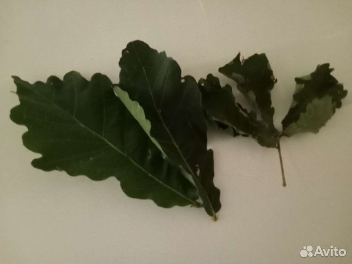 Дубовые банные веники