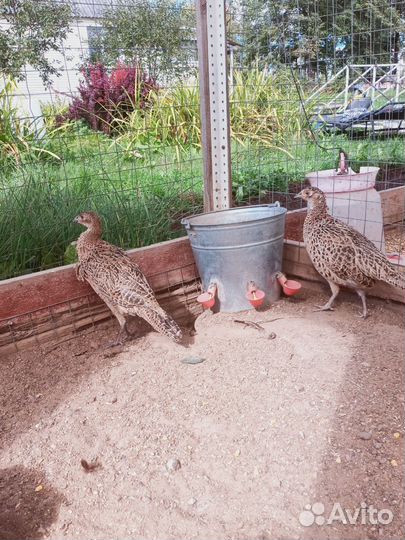 Самки фазана охотничьего