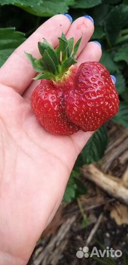 Рассада клубники