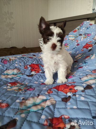 Биро йорк девочка