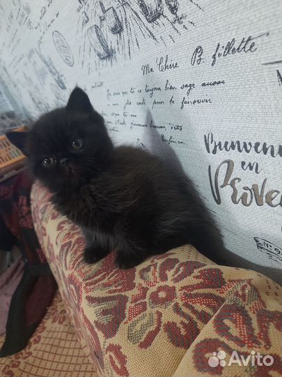 Котята экзоты