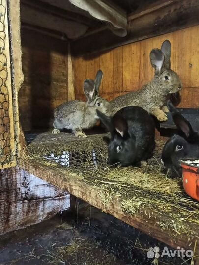 Кролики мясных пород