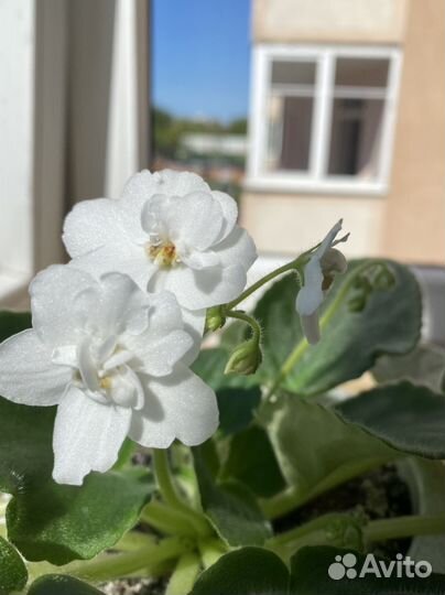 Фиалки сенполии