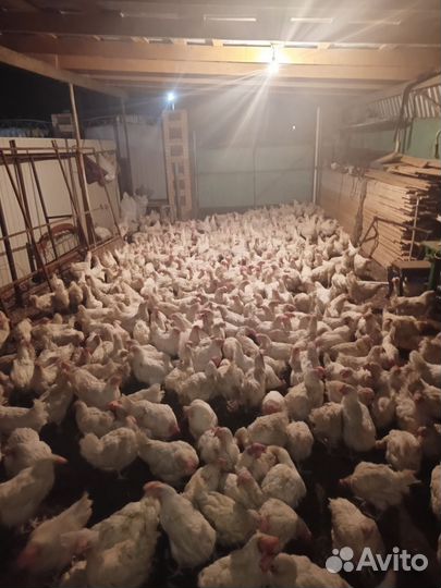 Куры несушки