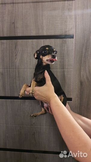 Продам той терьера девочку