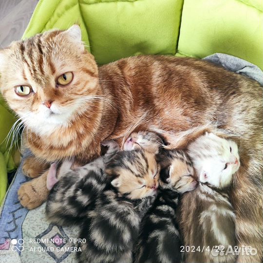 Шотландская вислоухая