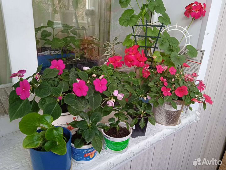 Бегония корневая, бальзамин