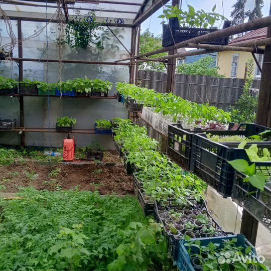 Рассада помидор