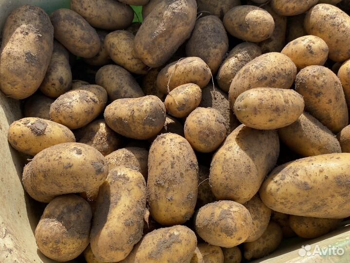 Картофель крупный домашний
