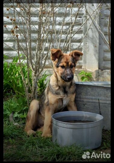 Щенки бесплатно