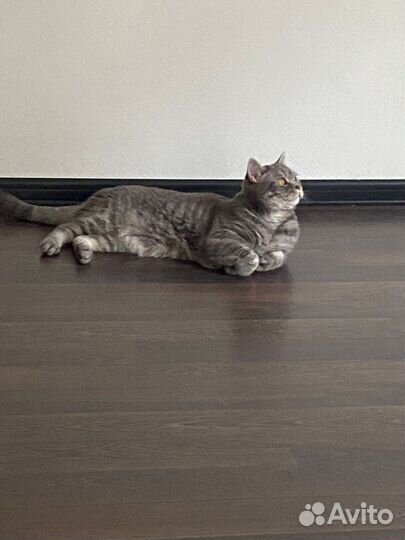 Отдам бесплатно кота