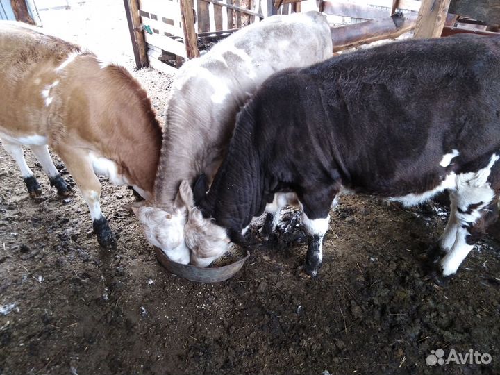Коровы