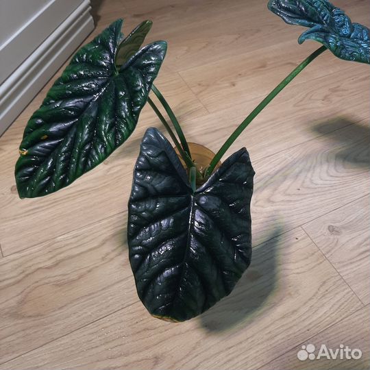 Клубни алоказий