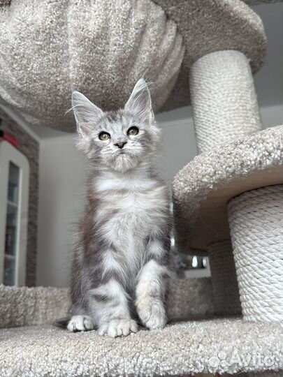 Мейн-кун кот