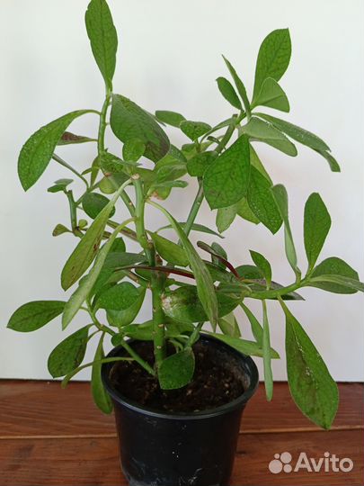 Синадениум Гранта (Рубра)