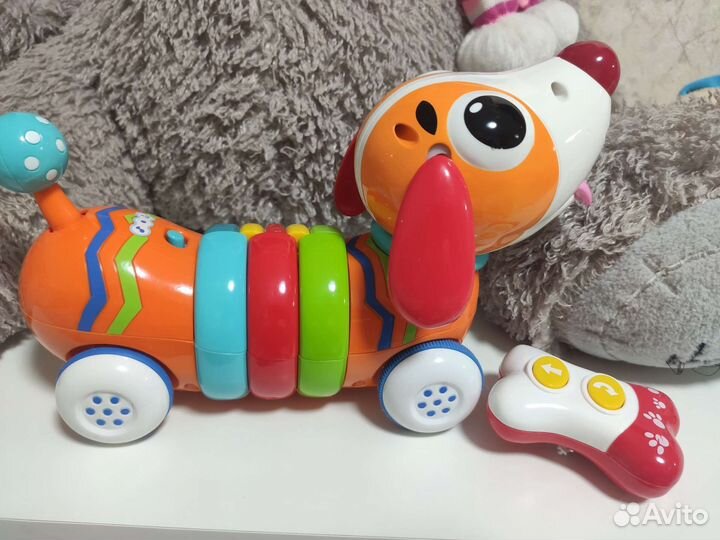 Собака на пу