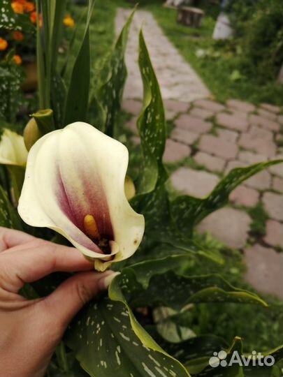 Цветы каллы