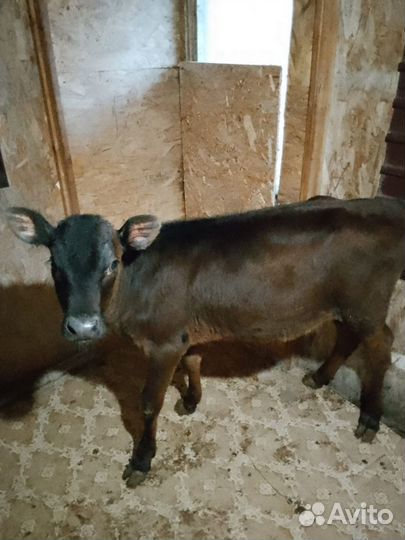 Джерсейская корова