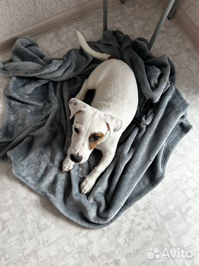 Джек Рассел терьер