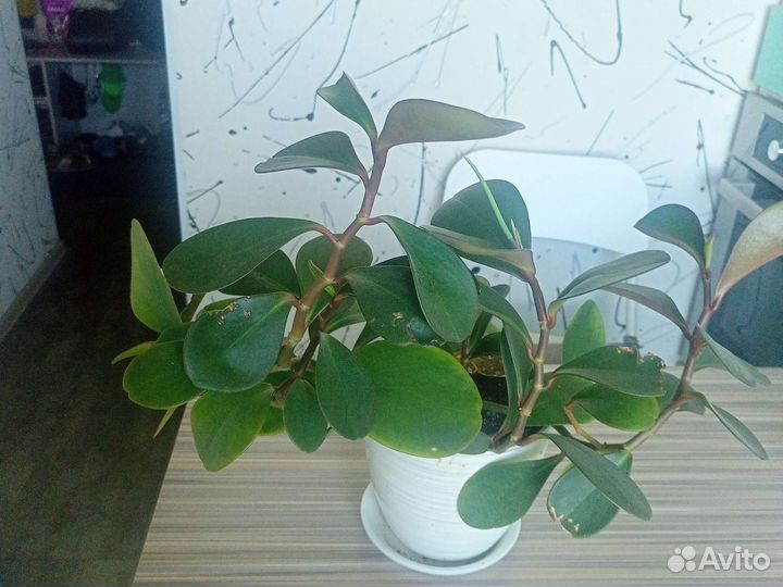 Комнатные растения цветы