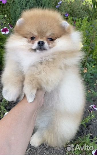 Девочка помераночка