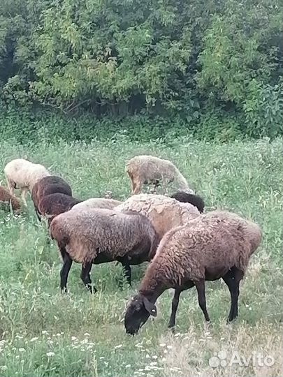 Курдючные бараны овцы