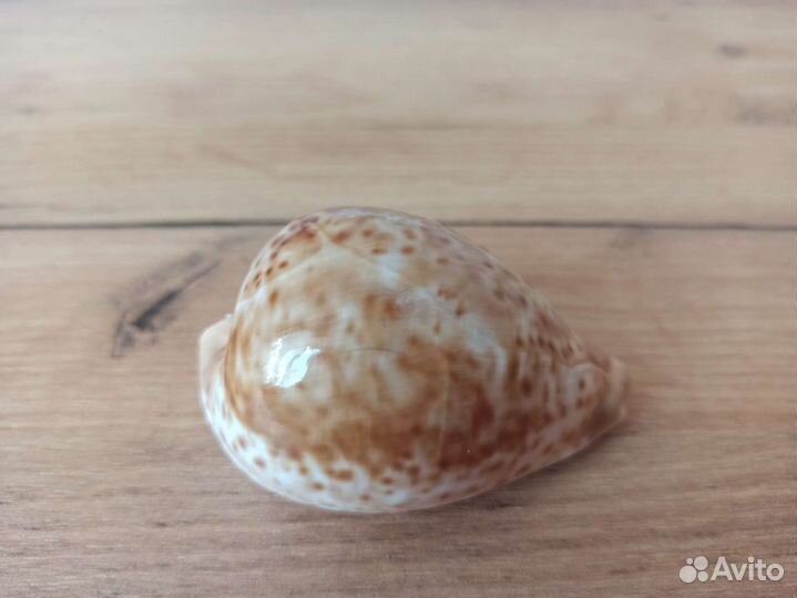 Морская раковина