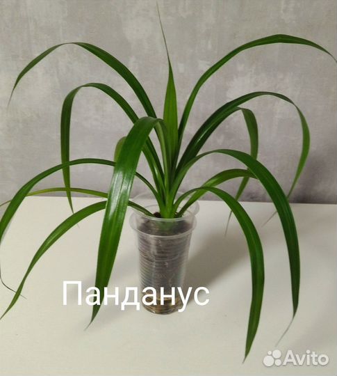 Комнатные растения